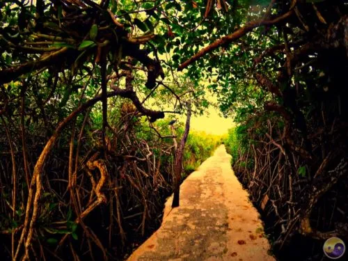 The path of your energy
