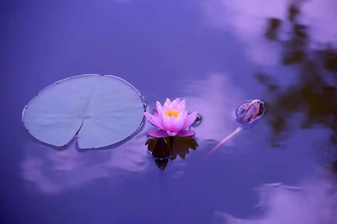 Subtle Bodies, Magic, and Mahamudra