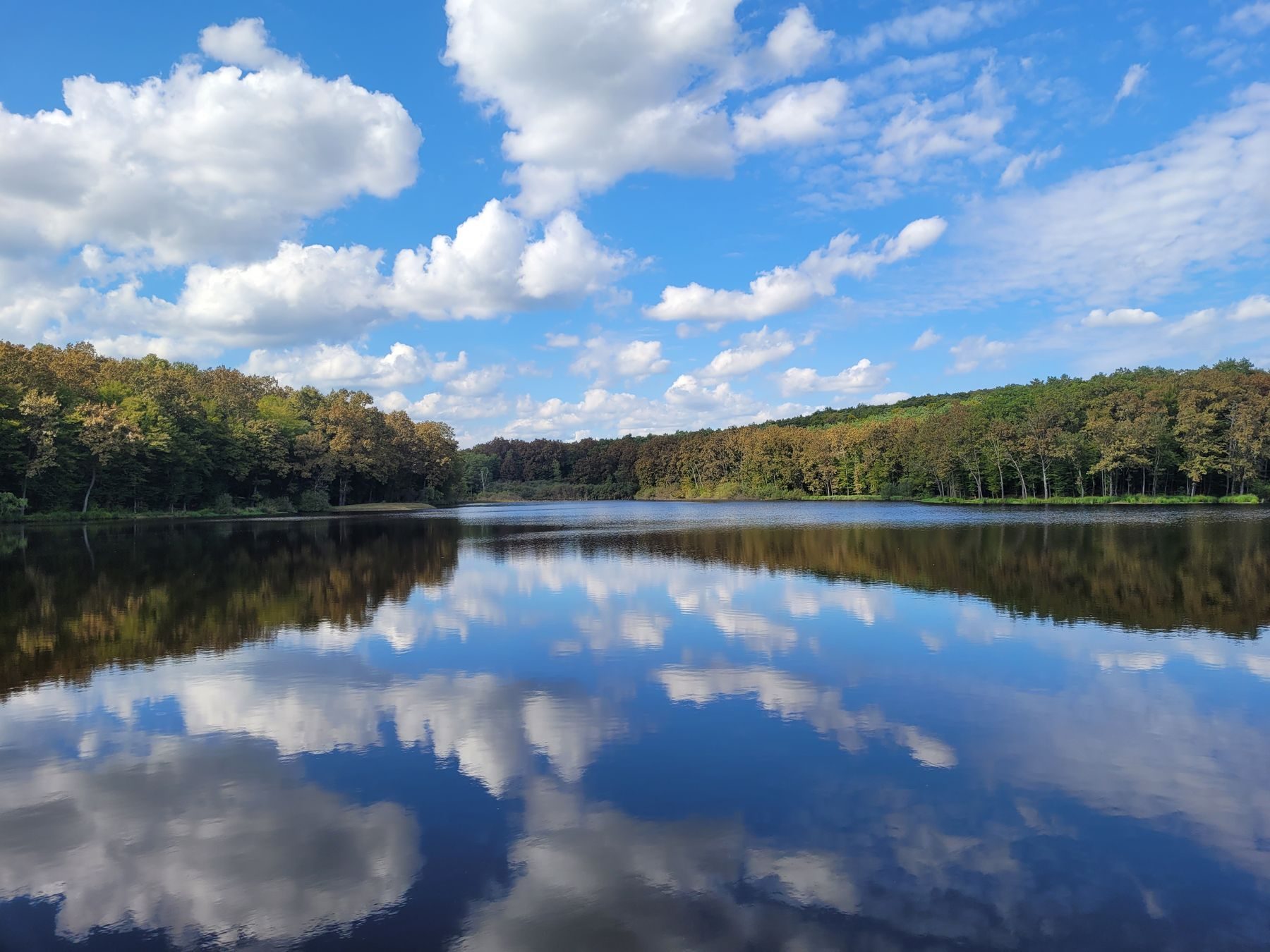 Clouds and forest reflected in a calm lake beneath a blue sky